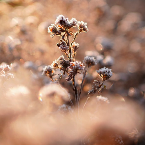 bloem